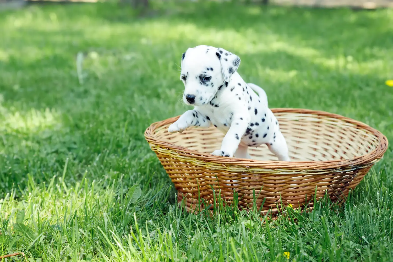 Buying a Dalmatian puppy means taking responsibility! Buy Dalmatian puppies.