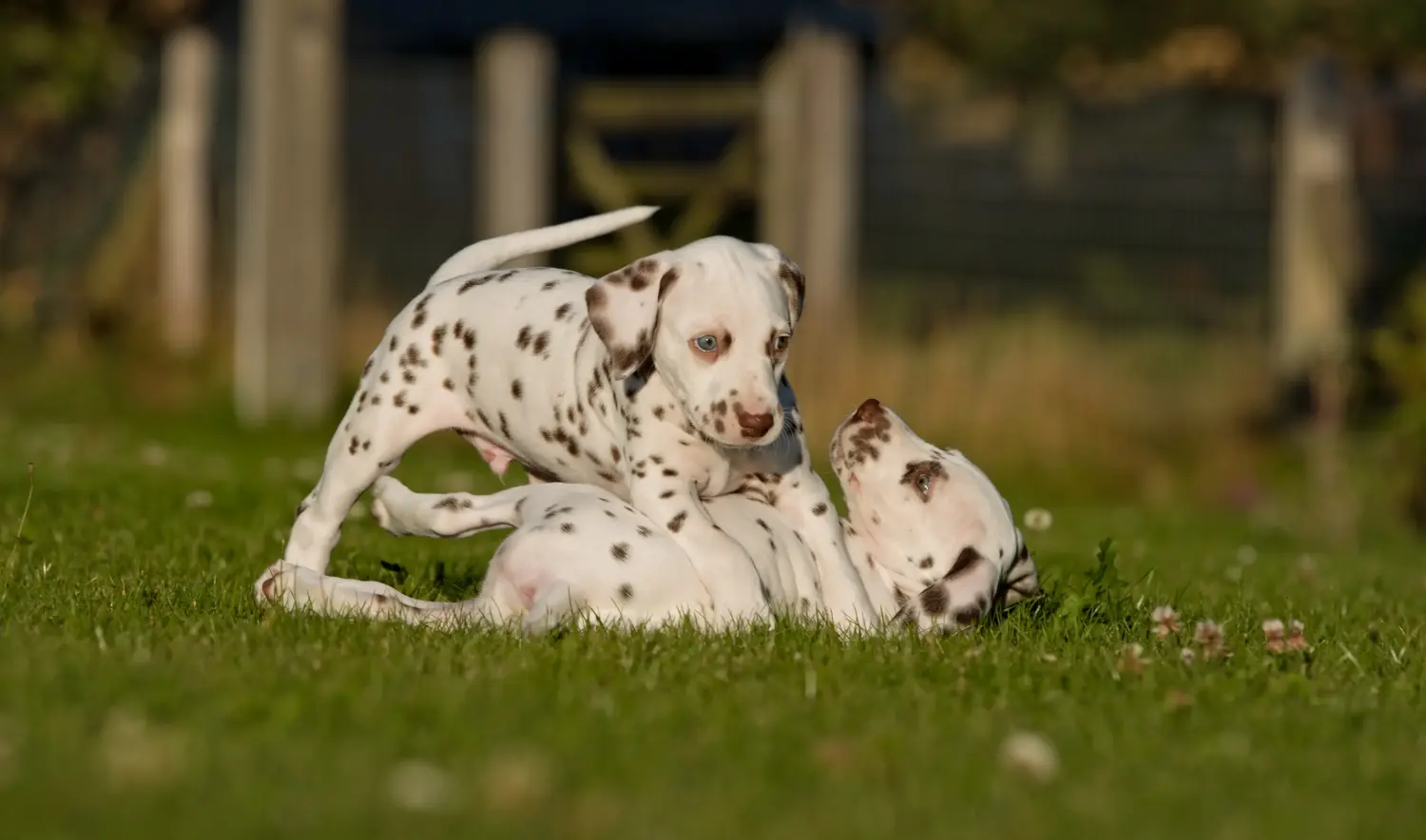 Buying a Dalmatian puppy means taking responsibility! Buy Dalmatian puppies.