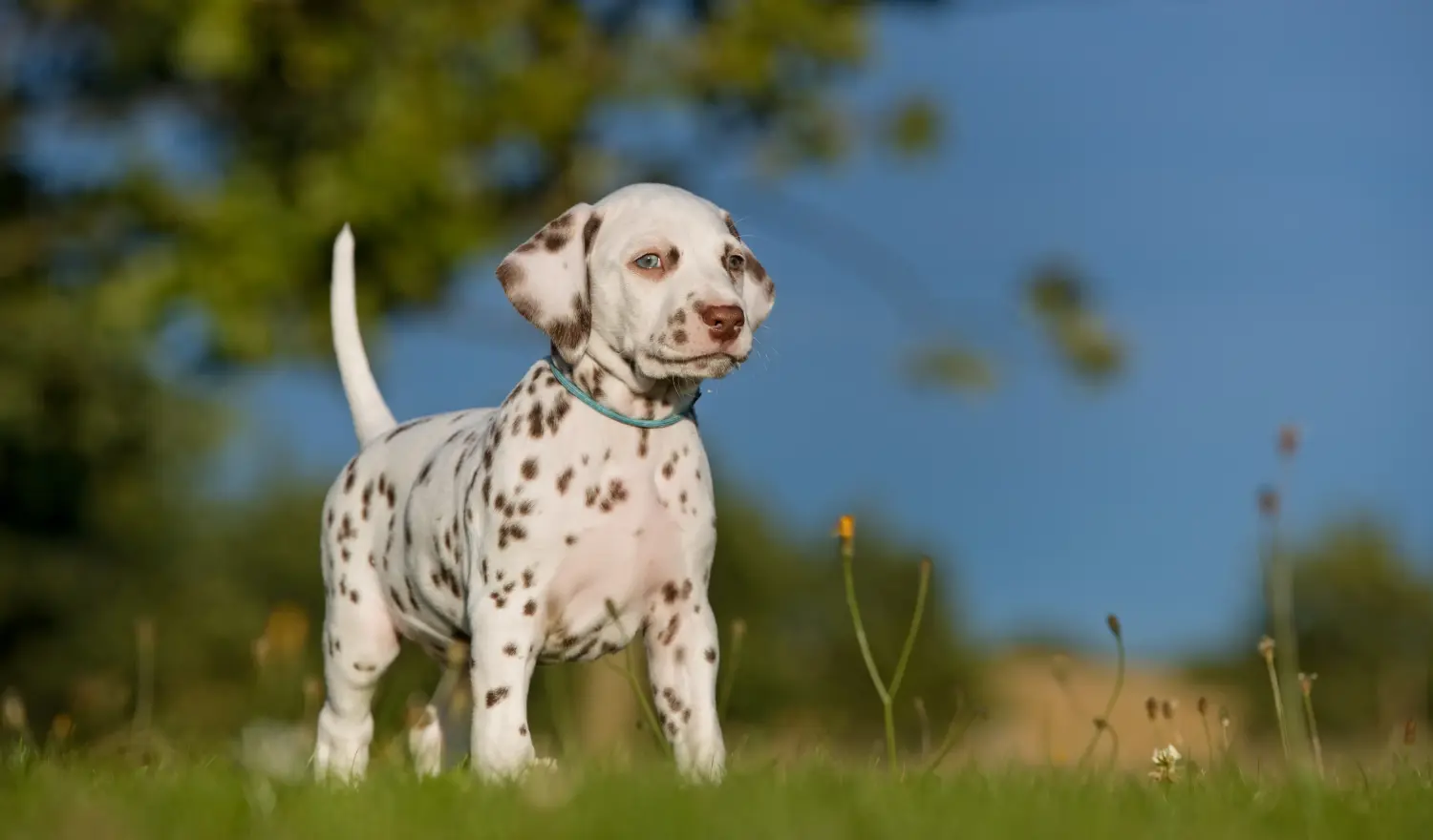 Buying a Dalmatian puppy means taking responsibility! Buy Dalmatian puppies.