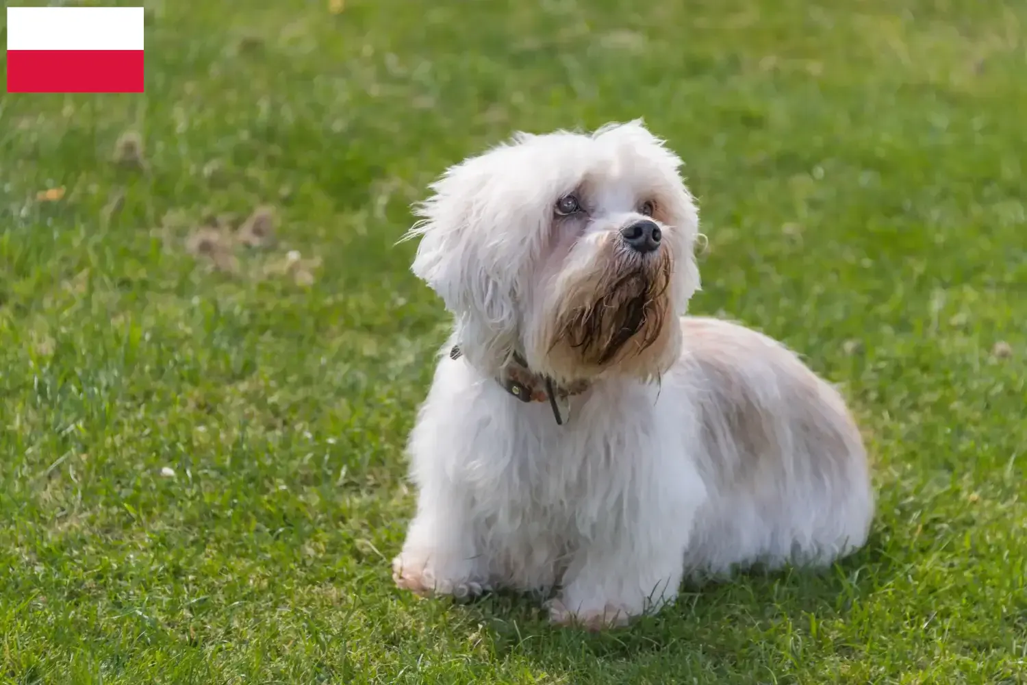 Dandie Dinmont Terrier puppies and breeders Poland Find Dandie Dinmont Terrier breeders in Poland here.