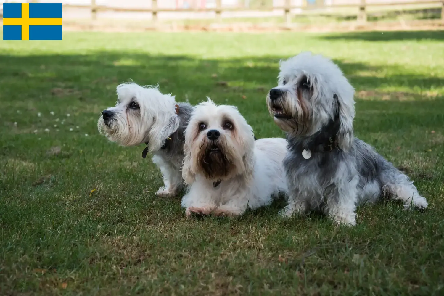 Dandie Dinmont Terrier puppies and breeders Sweden Find Dandie Dinmont Terrier breeders in Sweden here.