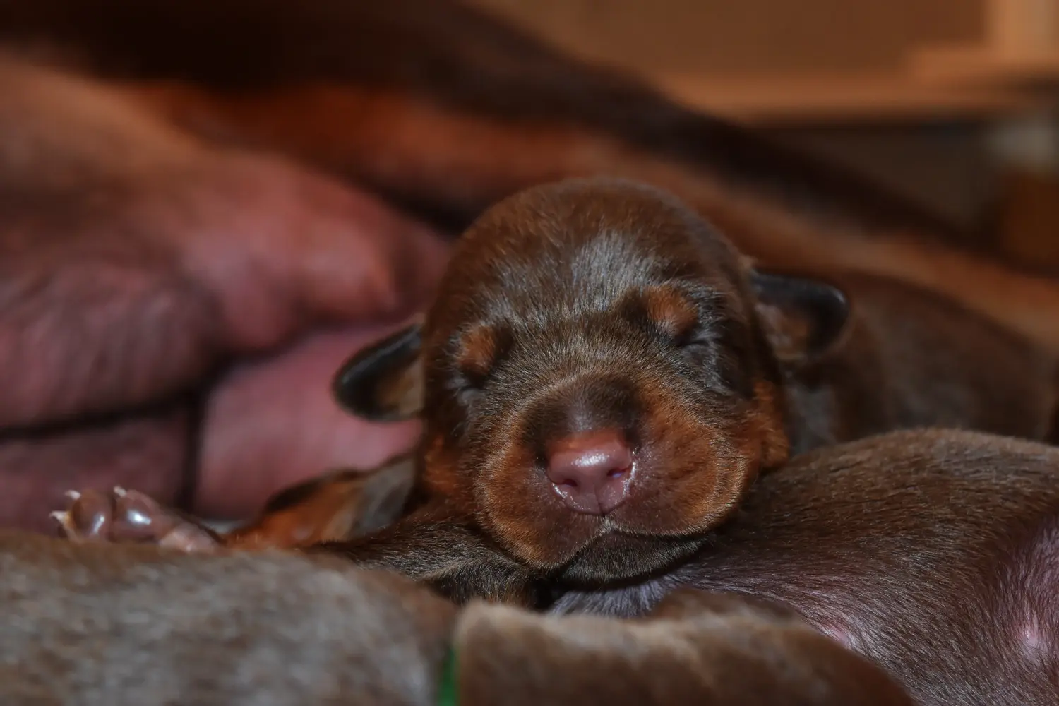 Buying a Dobermann puppy means taking responsibility! Buy Doberman puppies.
