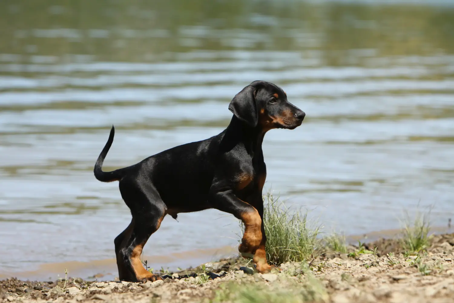Buying a Dobermann puppy means taking responsibility! Buy Doberman puppies.