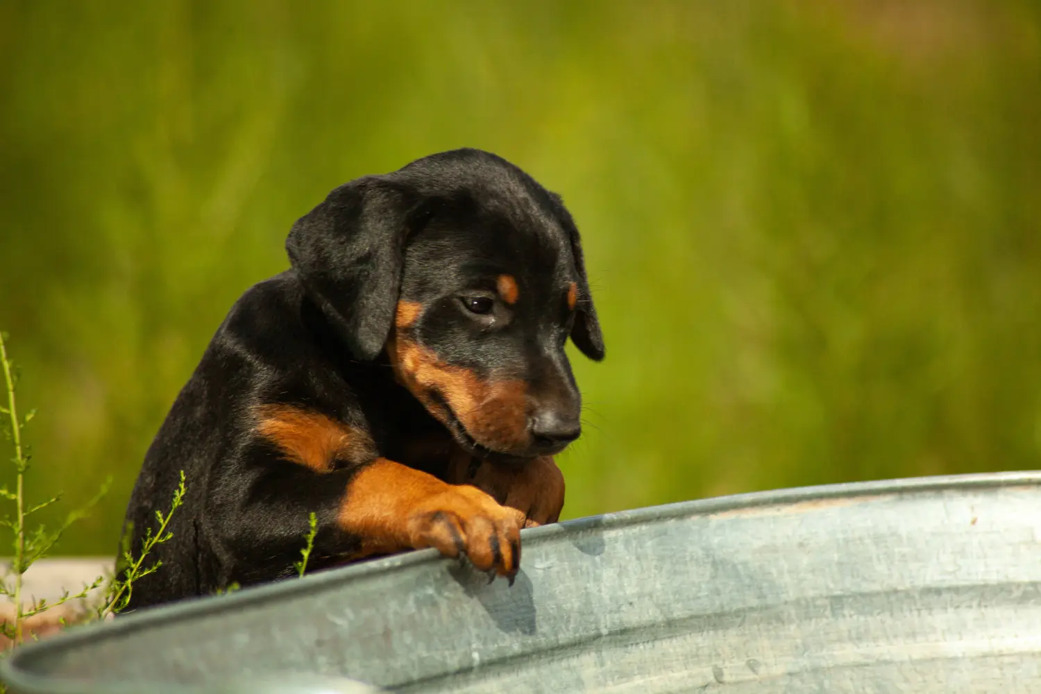 Buying a Dobermann puppy means taking responsibility! Buy Doberman puppies.