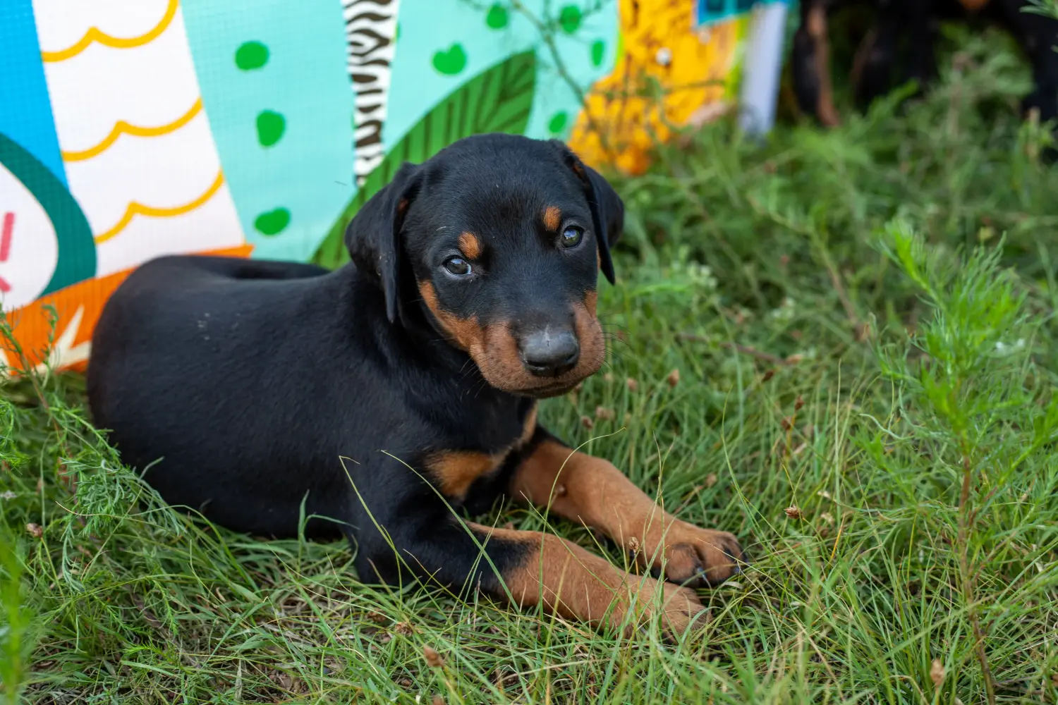 Buying a Dobermann puppy means taking responsibility! Buy Doberman puppies.