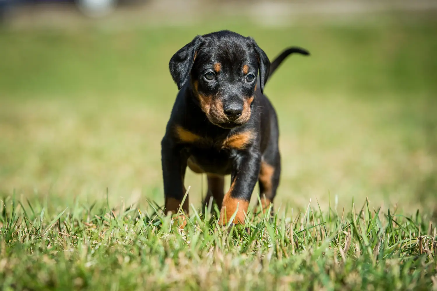 Buying a Dobermann puppy means taking responsibility! Buy Doberman puppies.