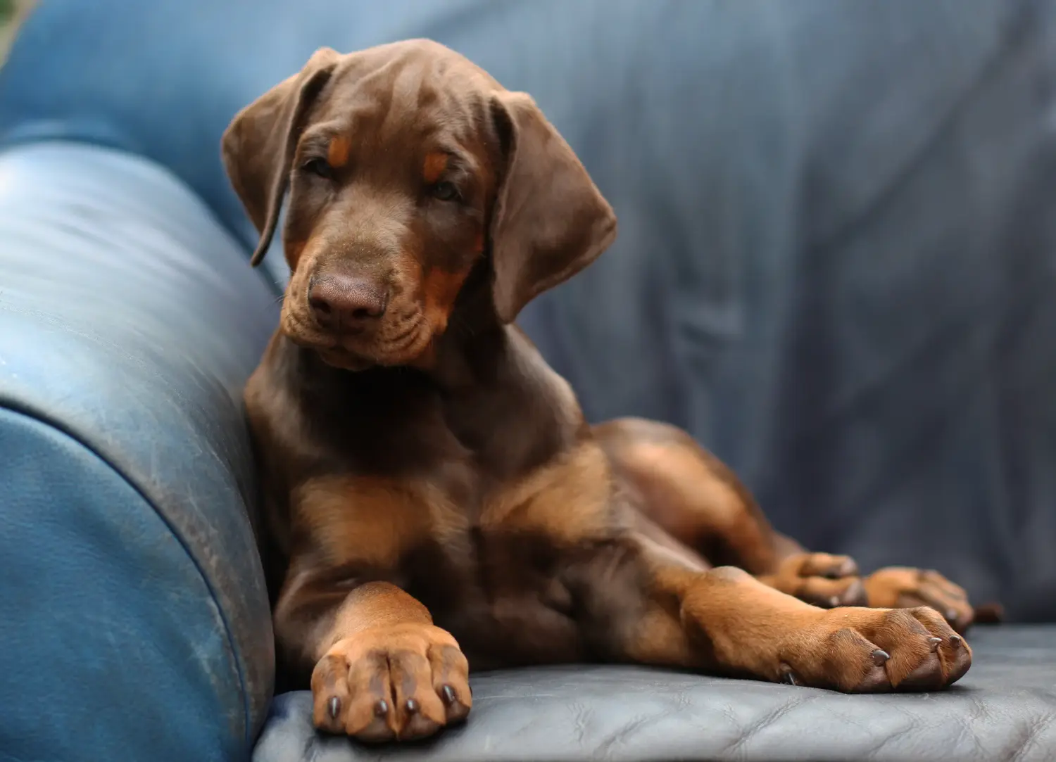 Buying a Dobermann puppy means taking responsibility! Buy Doberman puppies.