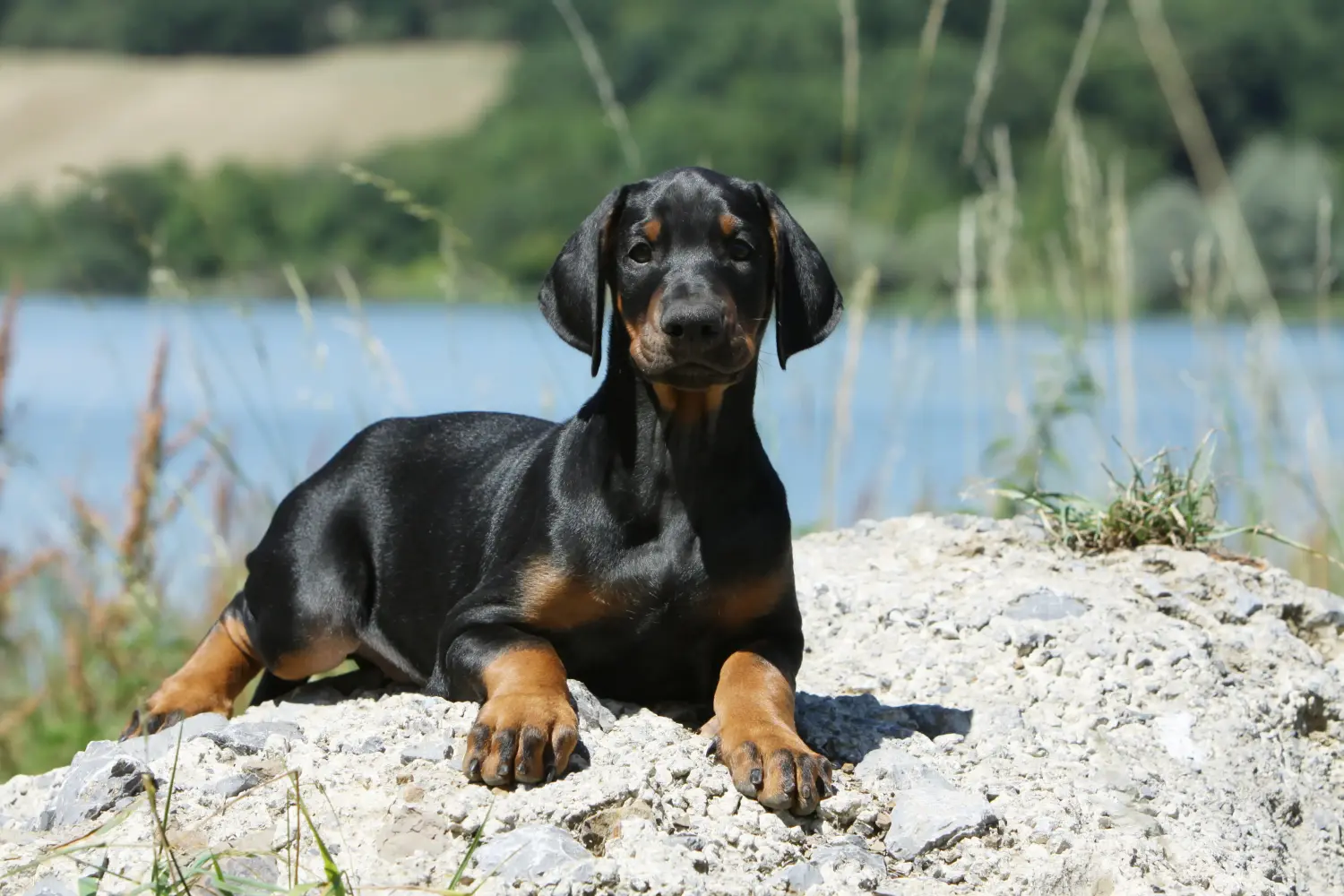 Buying a Dobermann puppy means taking responsibility! Buy Doberman puppies.