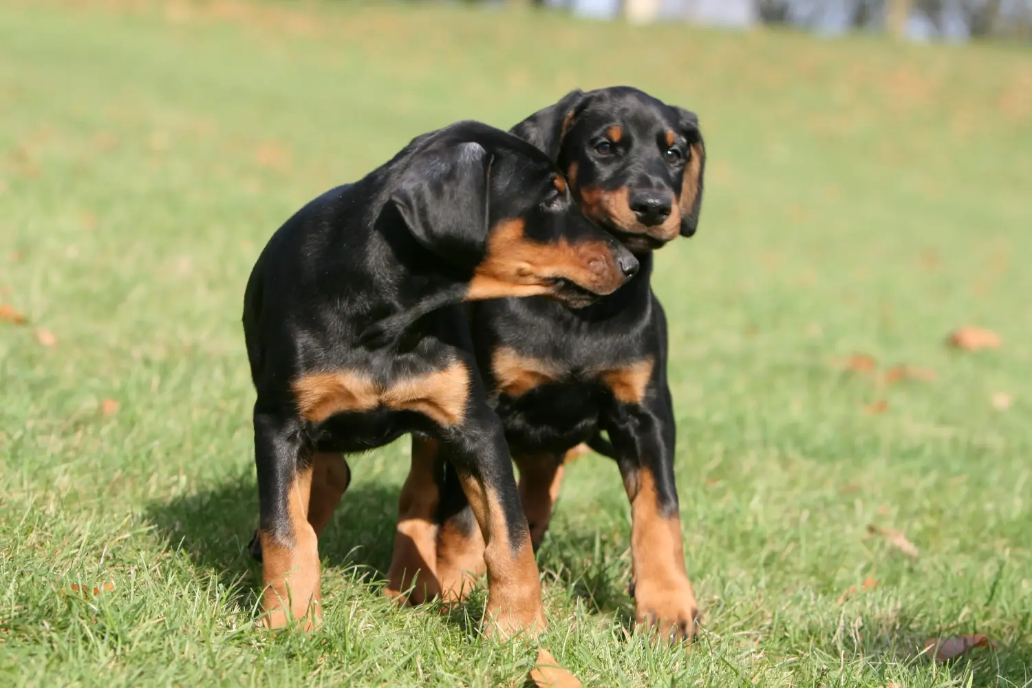 Buying a Dobermann puppy means taking responsibility! Buy Doberman puppies.