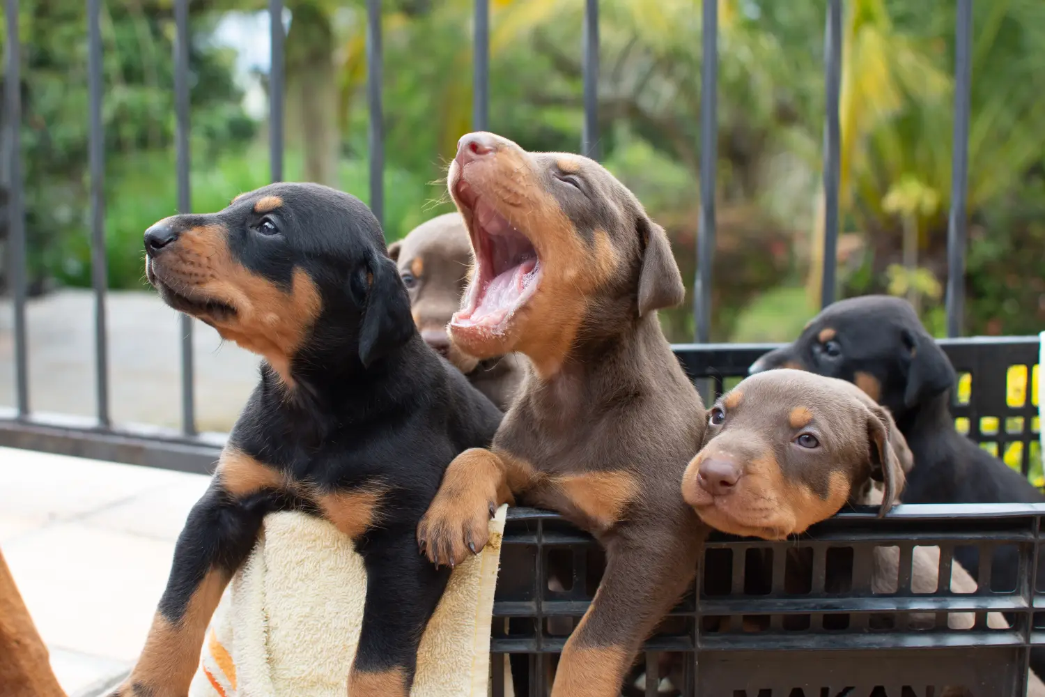 Buying a Dobermann puppy means taking responsibility! Buy Doberman puppies.