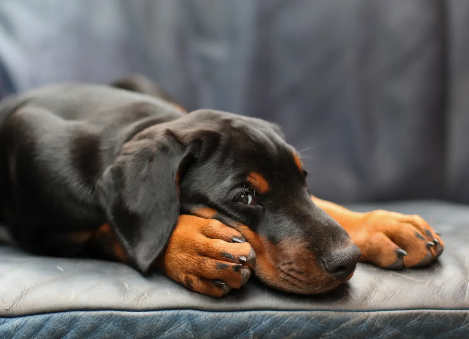 Buying a Dobermann puppy means taking responsibility! Buy Doberman puppies.