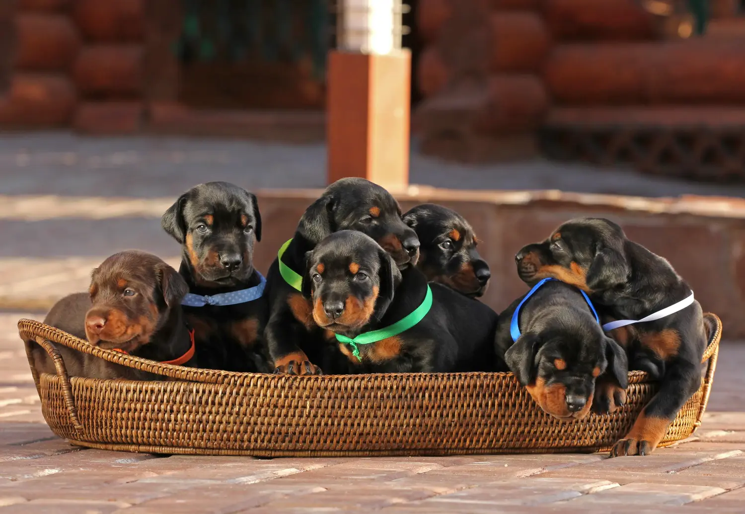 Buying a Dobermann puppy means taking responsibility! Buy Doberman puppies.