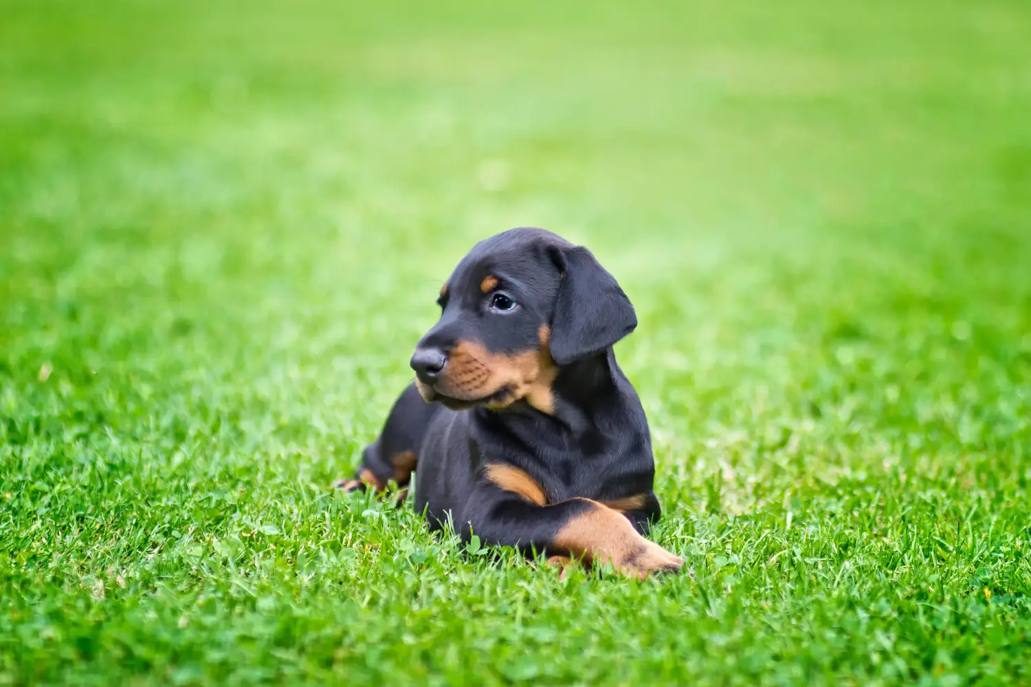 Buying a Dobermann puppy means taking responsibility! Buy Doberman puppies.