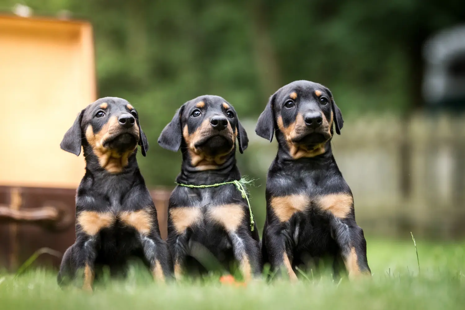 Buying a Dobermann puppy means taking responsibility! Buy Doberman puppies.