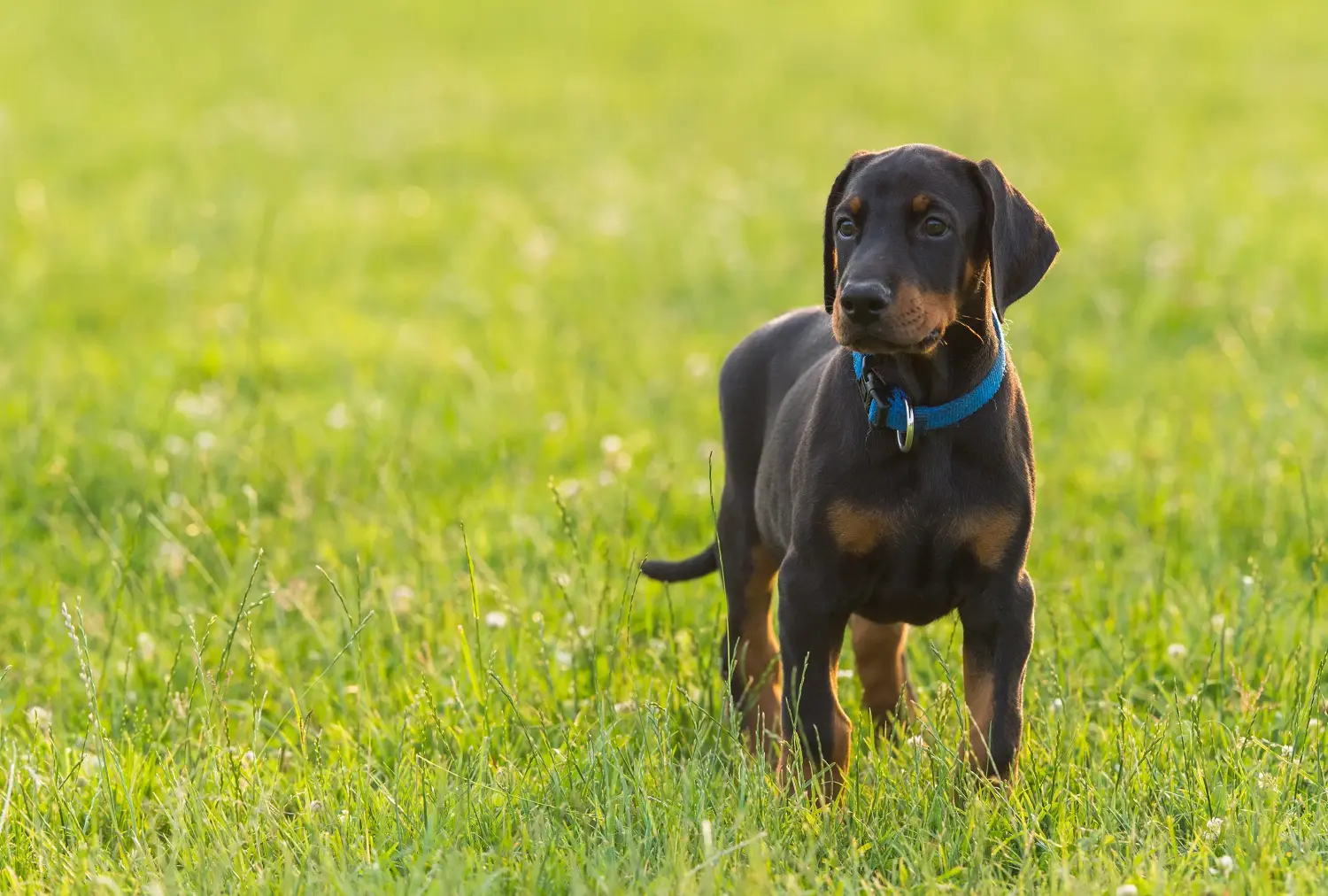 Buying a Dobermann puppy means taking responsibility! Buy Doberman puppies.
