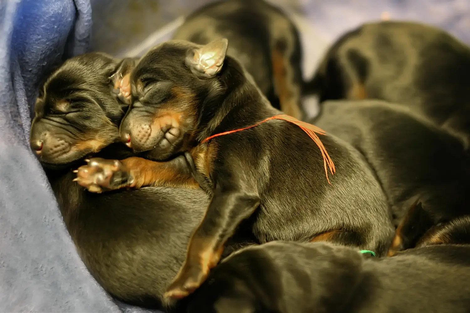 Buying a Dobermann puppy means taking responsibility! Buy Doberman puppies.