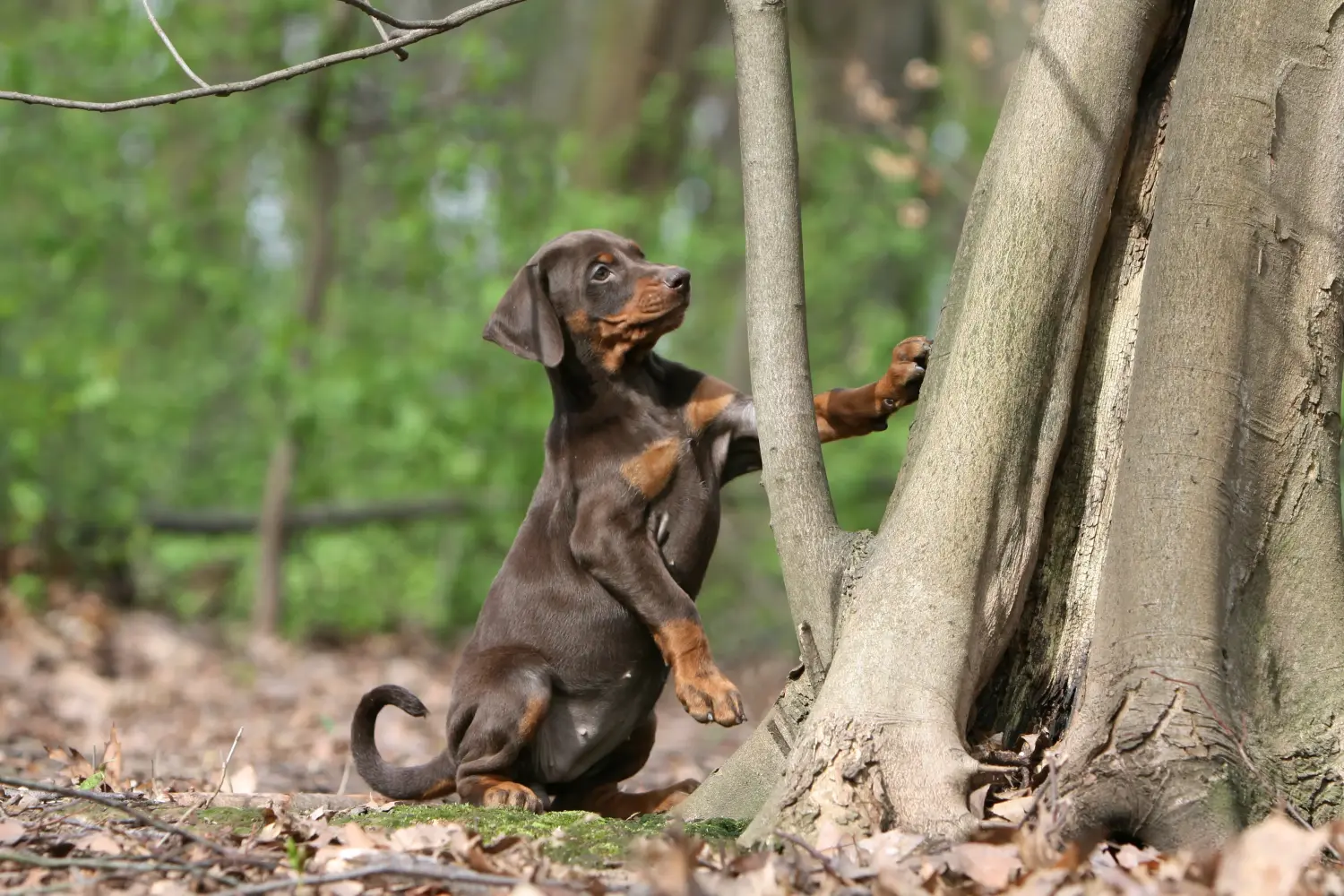Buying a Dobermann puppy means taking responsibility! Buy Doberman puppies.