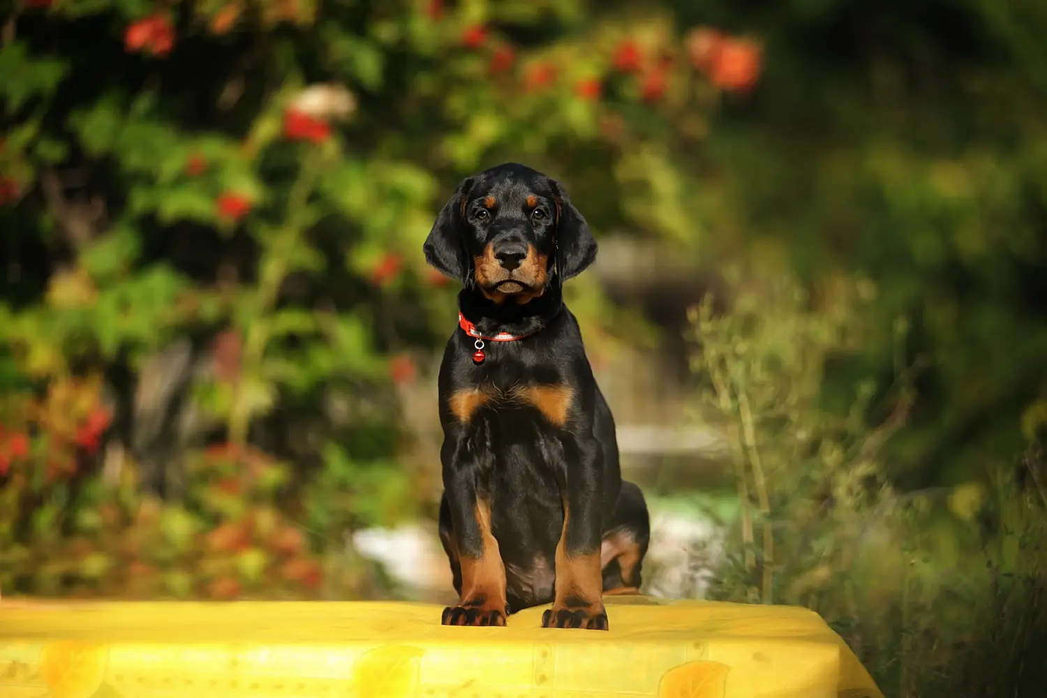 Buying a Dobermann puppy means taking responsibility! Buy Doberman puppies.