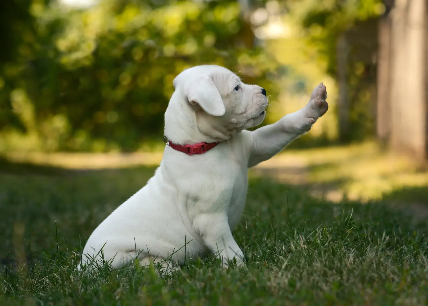 Buying a Dogo Argentino puppy means taking responsibility! Buy Dogo Argentino puppies.