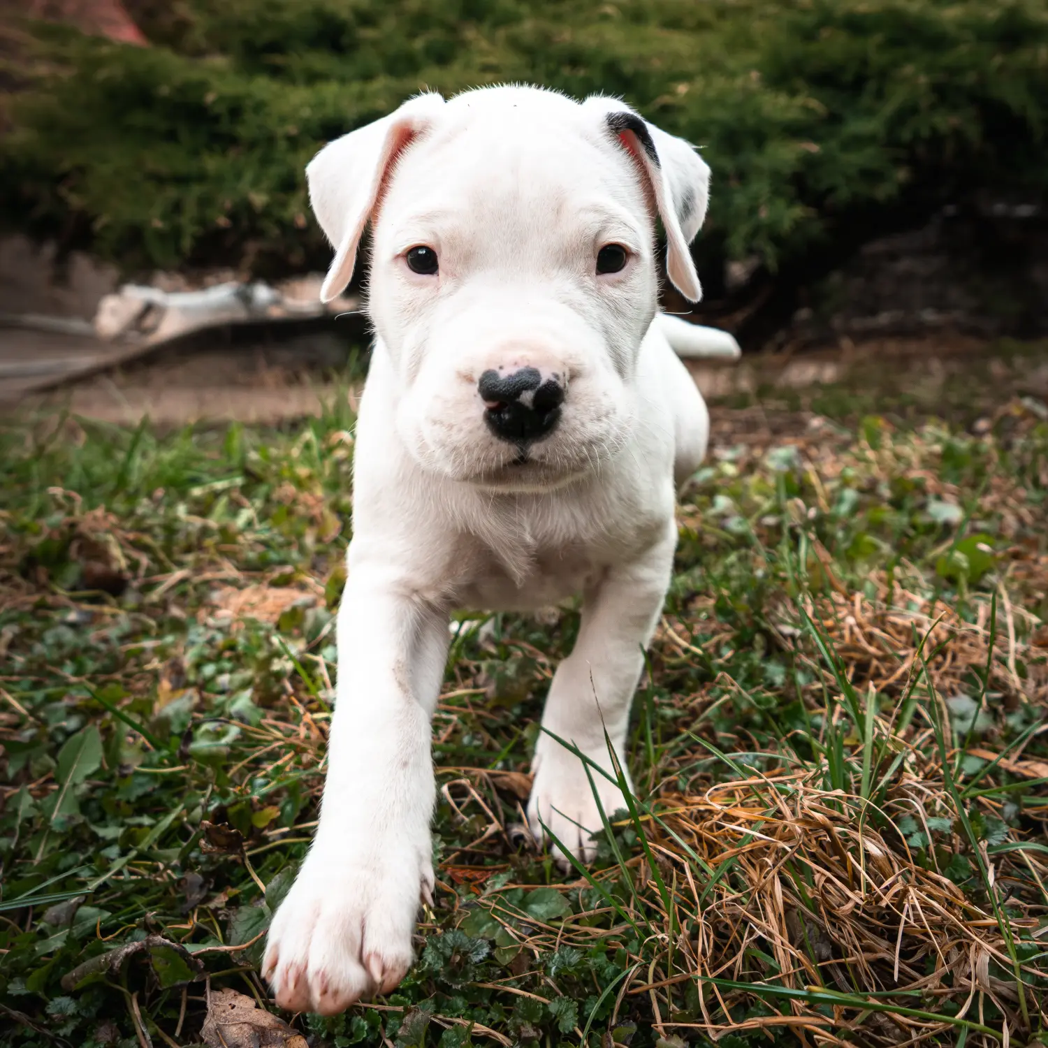 Buying a Dogo Argentino puppy means taking responsibility! Buy Dogo Argentino puppies.