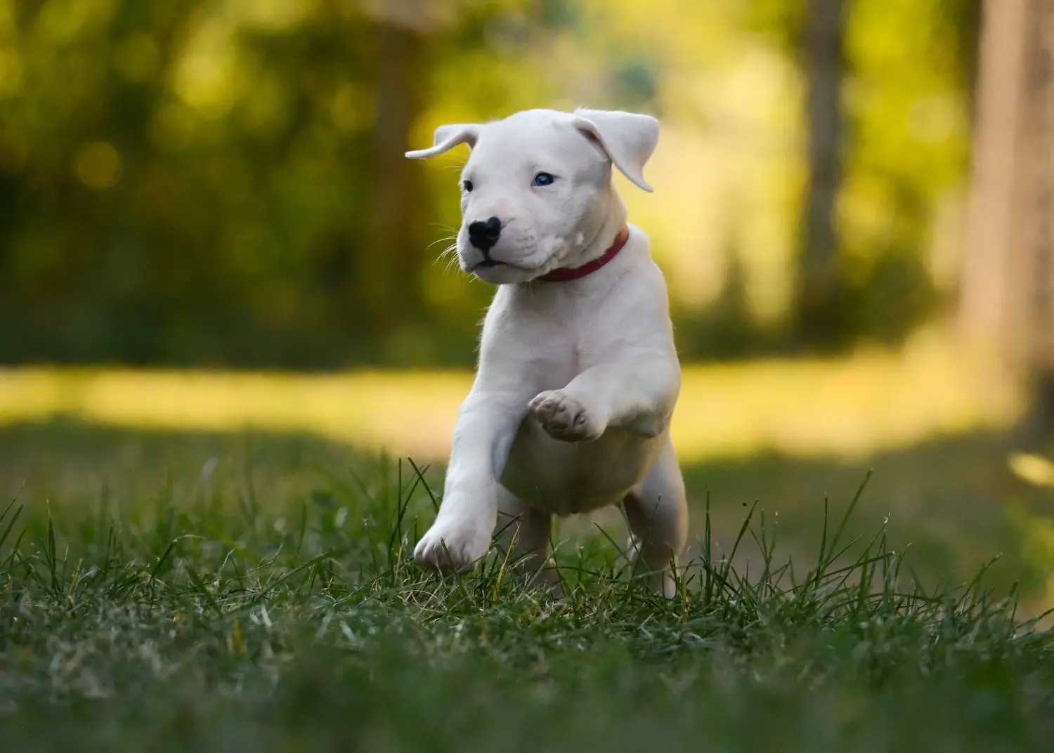 Buying a Dogo Argentino puppy means taking responsibility! Buy Dogo Argentino puppies.