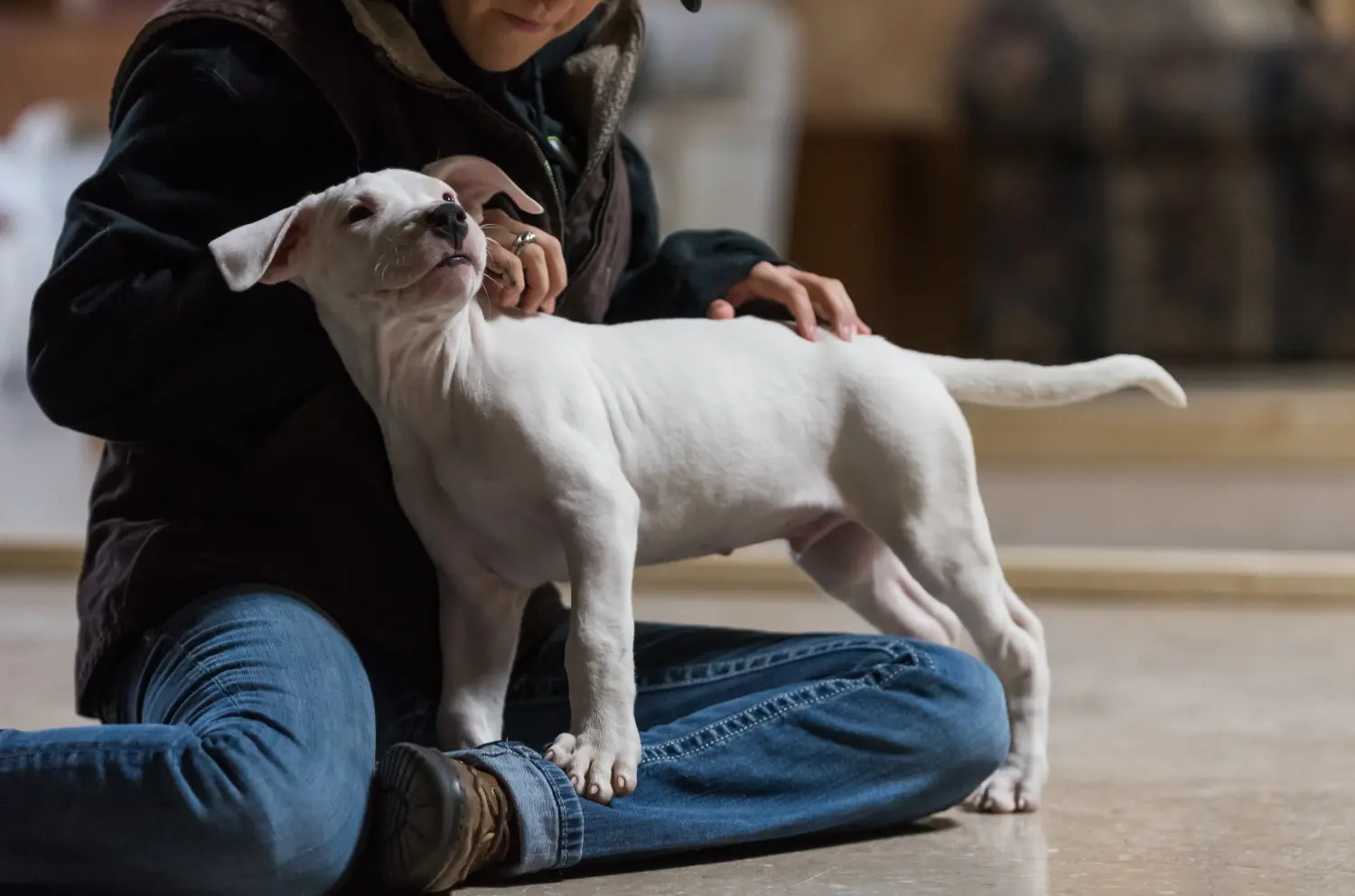 Buying a Dogo Argentino puppy means taking responsibility! Buy Dogo Argentino puppies.