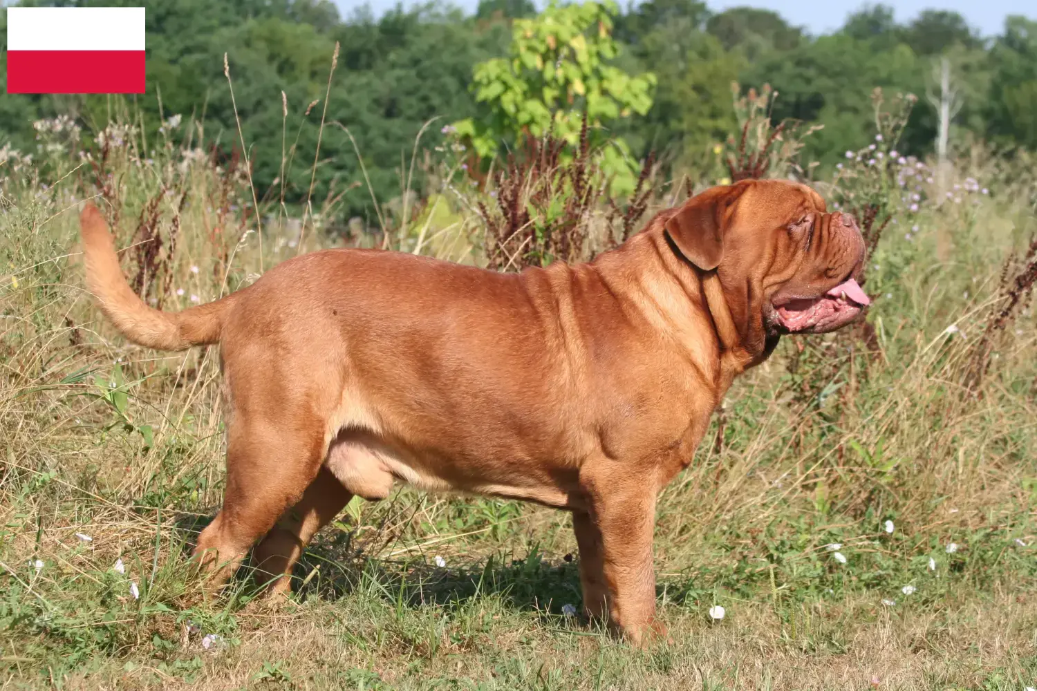 Dogue de Bordeaux puppies and breeder Poland Here you can find Dogue de Bordeaux breeders in Poland.