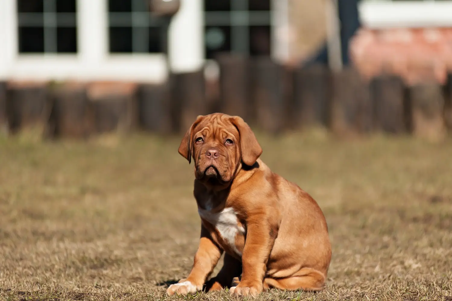 Buying a Dogue de Bordeaux puppy means taking responsibility! Buy Dogue de Bordeaux puppies.