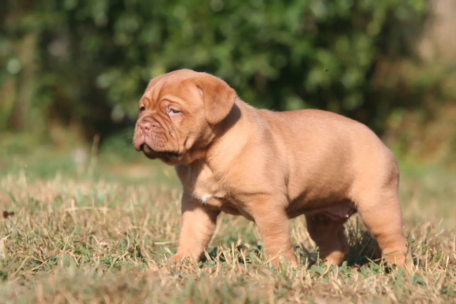 Buying a Dogue de Bordeaux puppy means taking responsibility! Buy Dogue de Bordeaux puppies.