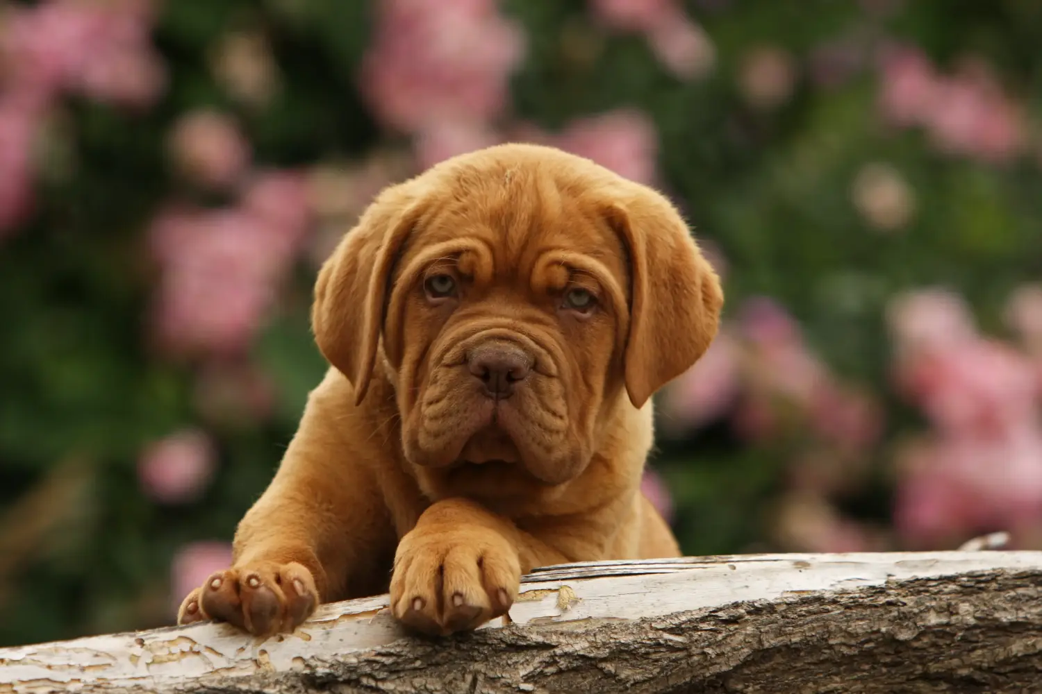 Buying a Dogue de Bordeaux puppy means taking responsibility! Buy Dogue de Bordeaux puppies.