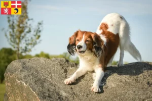 Read more about the article Dutch Kooikerhondje breeders and puppies in Auvergne-Rhône-Alpes