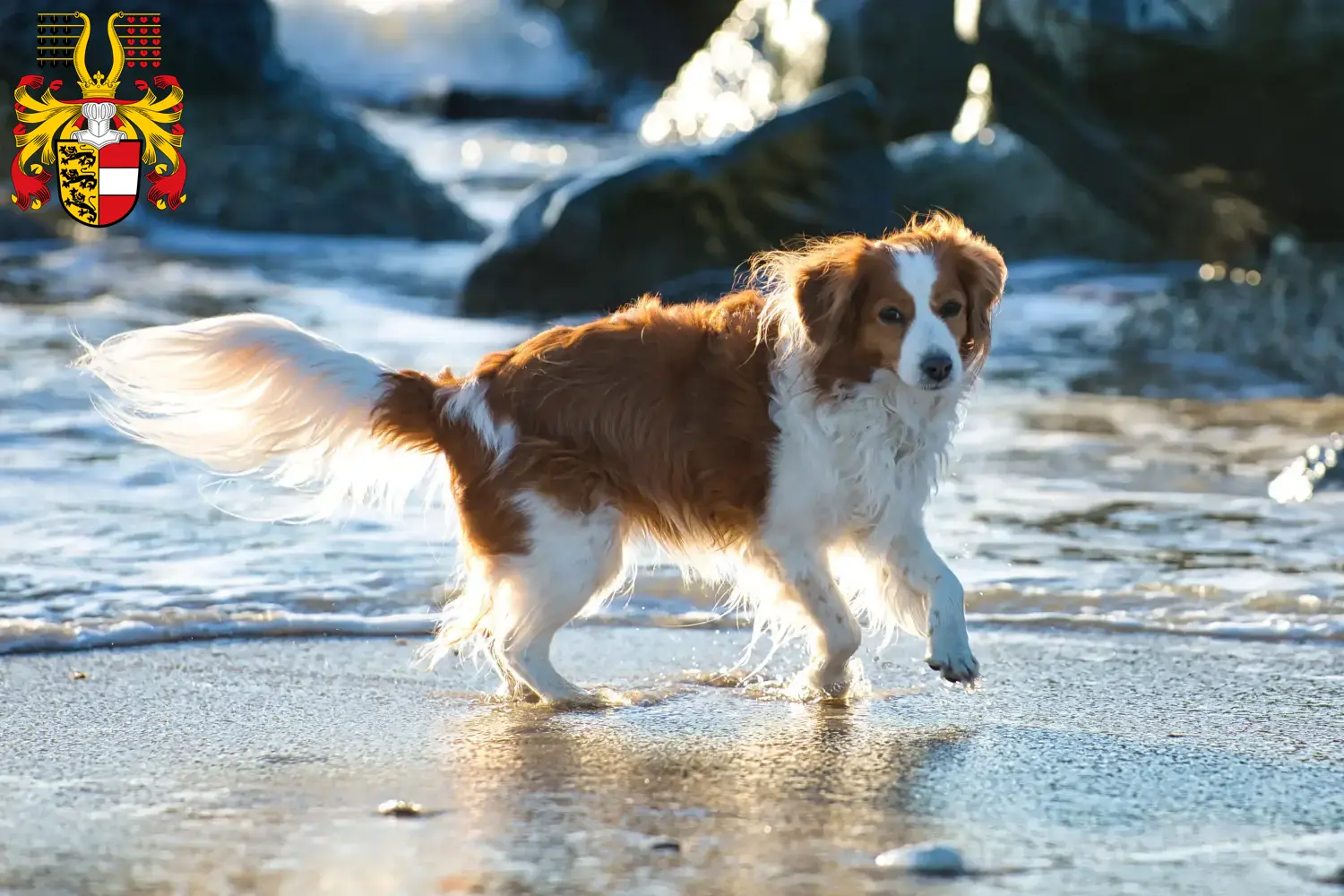 Dutch Kooikerhondje puppies and breeders Carinthia Find Dutch Kooikerhondje breeders in Carinthia here.
