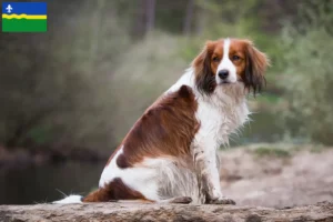 Read more about the article Dutch Kooikerhondje breeders and puppies in Flevoland