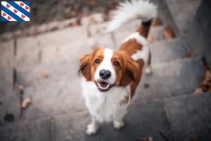 Read more about the article Dutch Kooikerhondje breeders and puppies in Friesland