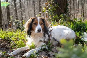 Read more about the article Dutch Kooikerhondje breeders and puppies in Midtjylland