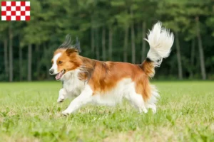 Read more about the article Dutch Kooikerhondje breeders and puppies in North Brabant