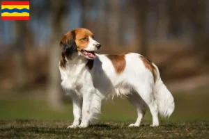 Read more about the article Dutch Kooikerhondje breeders and puppies in Overijssel