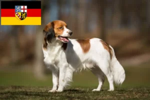Read more about the article Dutch Kooikerhondje breeders and puppies in Saarland