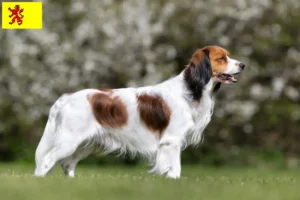 Read more about the article Dutch Kooikerhondje breeders and puppies in South Holland