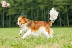 Read more about the article Dutch Kooikerhondje breeders and puppies in Syddanmark