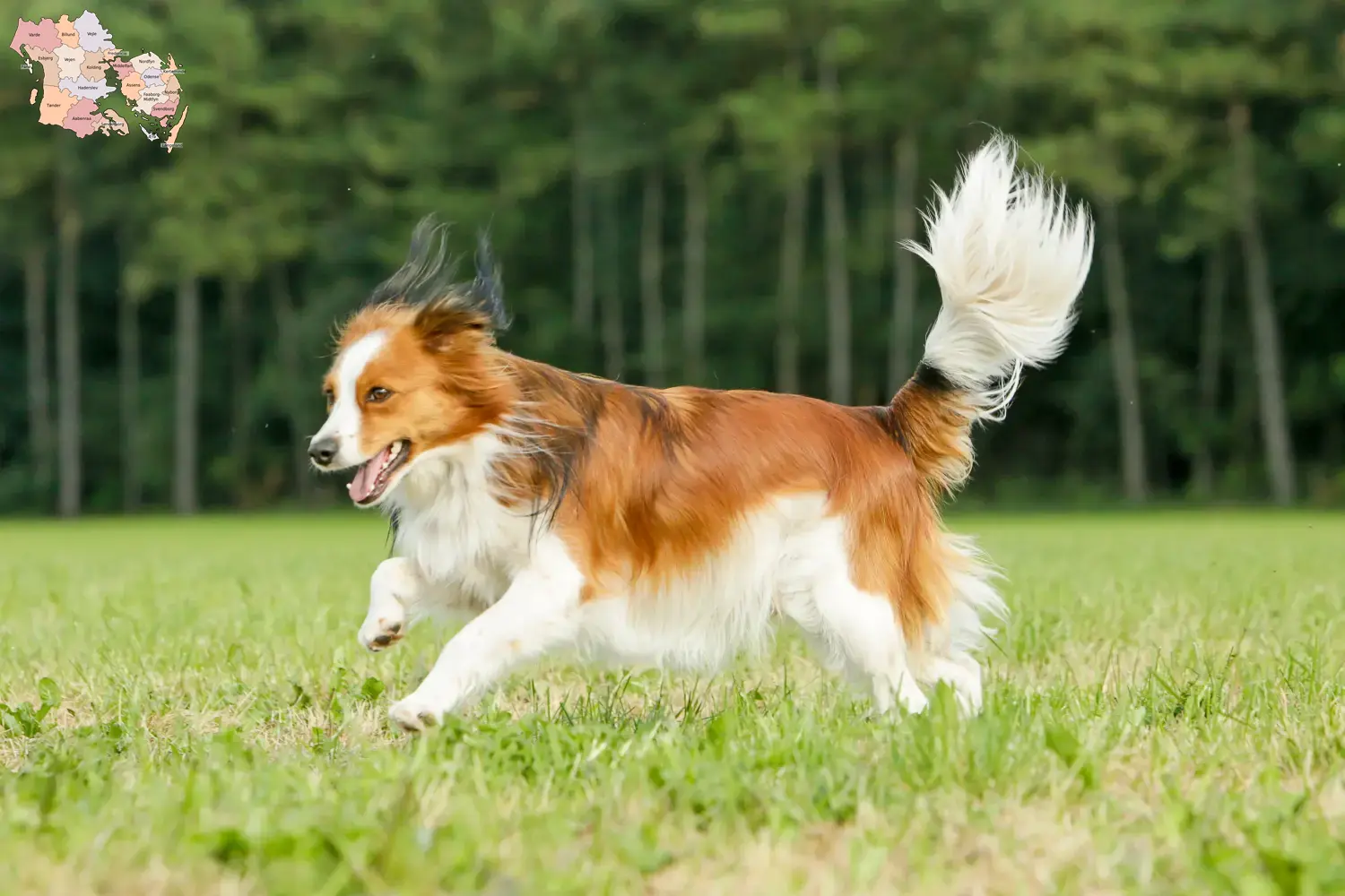 Dutch Kooikerhondje puppies and breeders Syddanmark Find Dutch Kooikerhondje breeders in Syddanmark here.