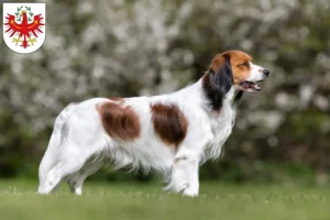 Read more about the article Dutch Kooikerhondje breeders and puppies in Tirol