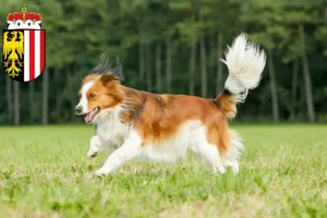 Read more about the article Dutch Kooikerhondje breeders and puppies in Upper Austria