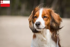 Read more about the article Dutch Kooikerhondje breeders and puppies in Utrecht