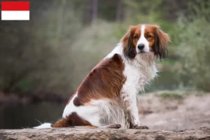 Read more about the article Dutch Kooikerhondje breeders and puppies in Vienna