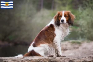 Read more about the article Dutch Kooikerhondje breeders and puppies in Zeeland