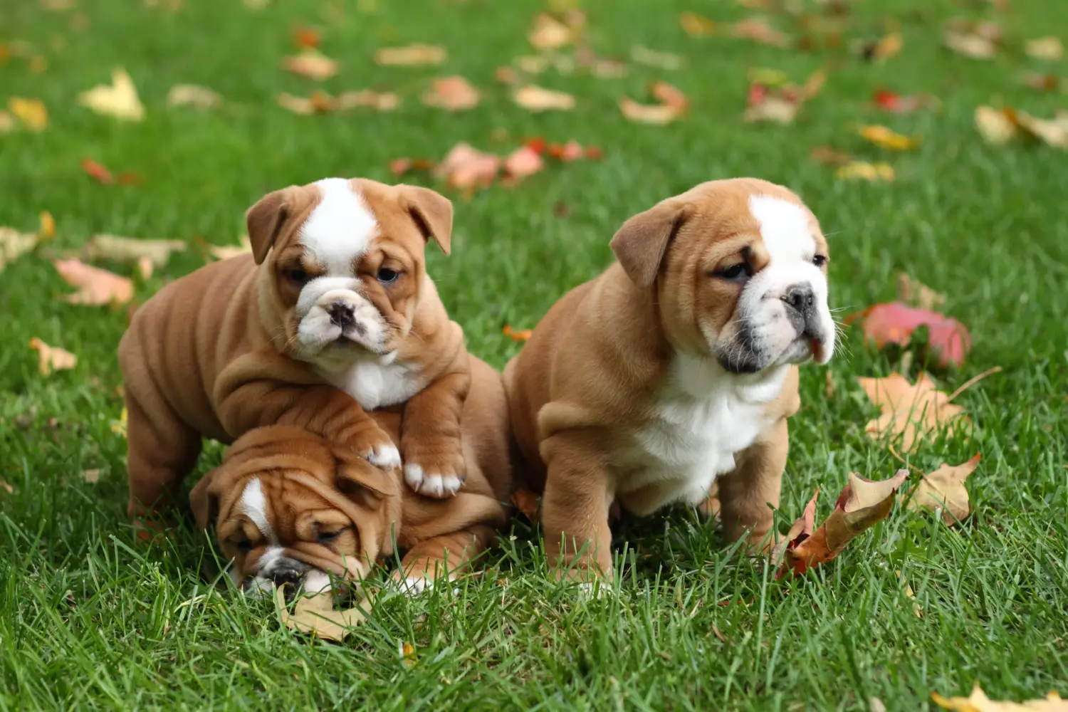 Buying an English Bulldog puppy means taking responsibility! Buy English Bulldog puppies.