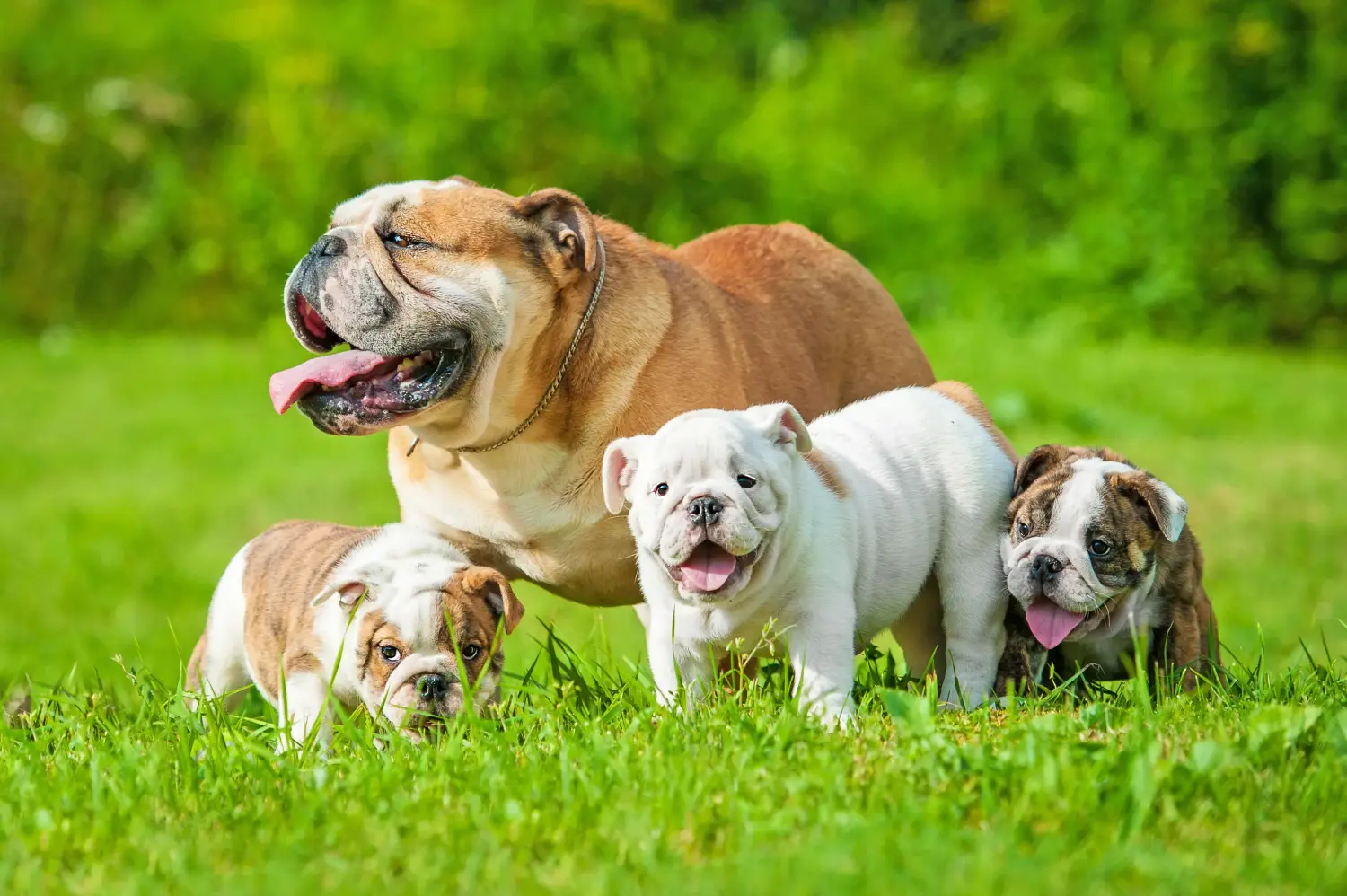 Buying an English Bulldog puppy means taking responsibility! Buy English Bulldog puppies.