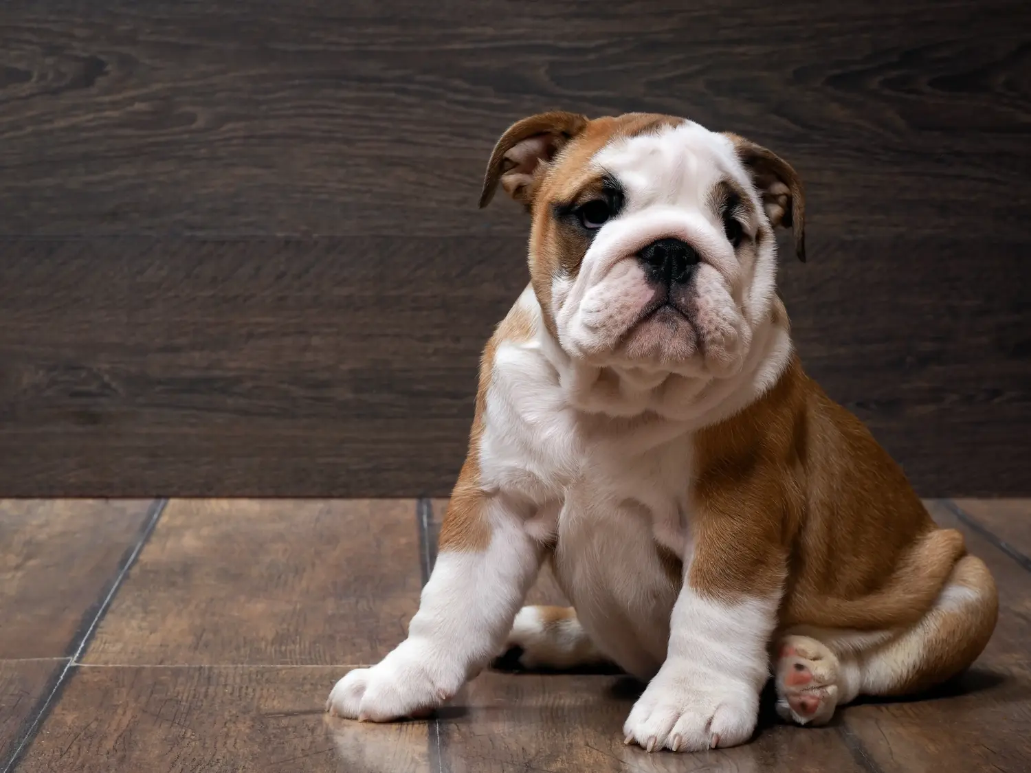 Buying an English Bulldog puppy means taking responsibility! Buy English Bulldog puppies.