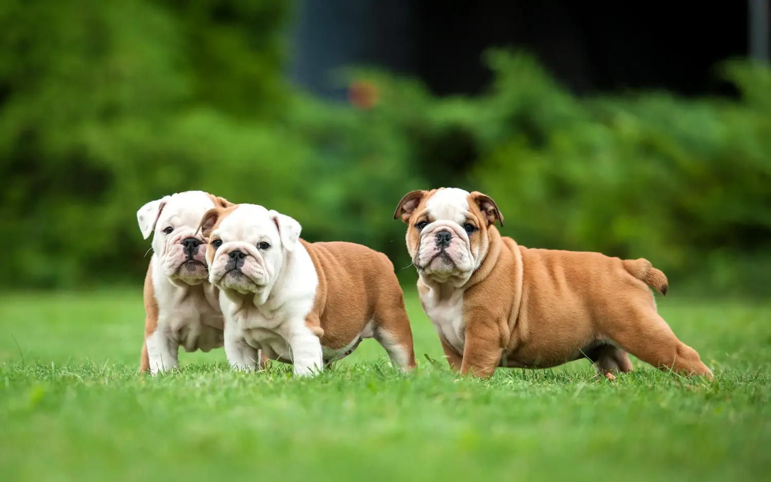 Buying an English Bulldog puppy means taking responsibility! Buy English Bulldog puppies.